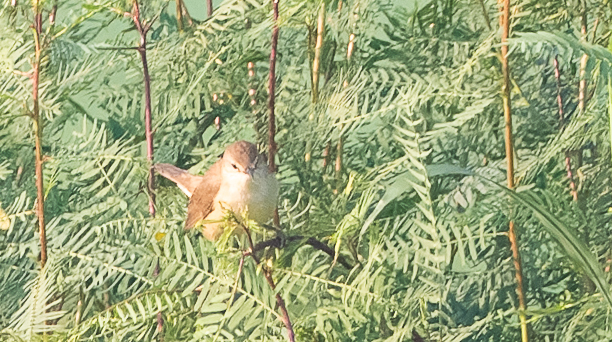 Clamorous Reed Warbler (Acrocephalus stentoreus), photo 1