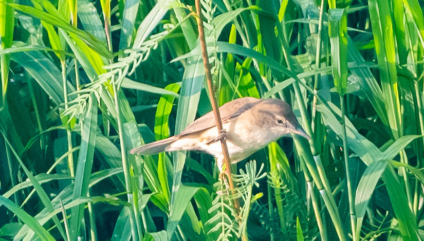 Clamorous Reed Warbler (Acrocephalus stentoreus), photo 7