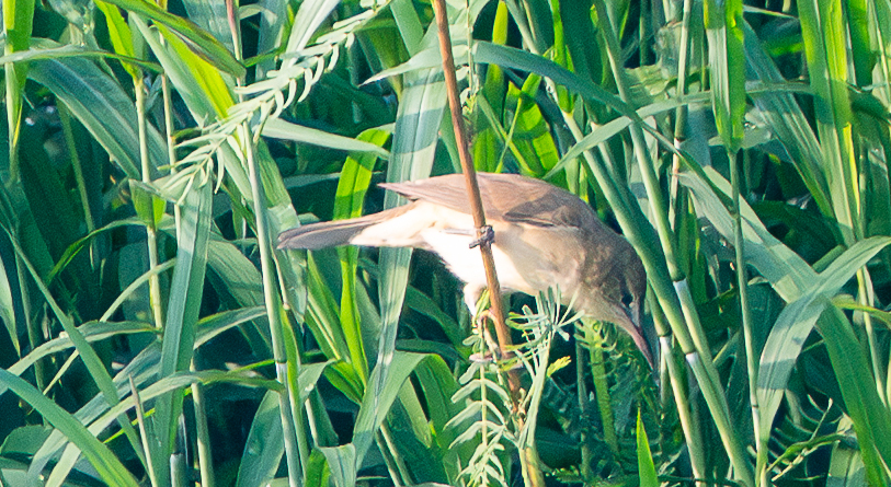 Clamorous Reed Warbler (Acrocephalus stentoreus), photo 8