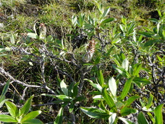 Salix richardsonii
