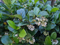 Viburnum suspensum