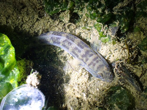 Green-spotted goby (Acentrogobius viridipunctatus) — Gobiidae