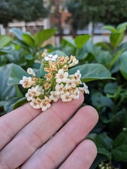 Viburnum suspensum