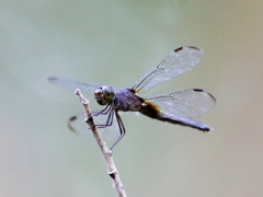Neurothemis oligoneura