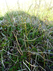 Anthoxanthum arcticum