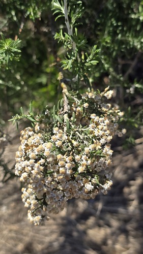 Ozothamnus secundiflorus, photograph 6