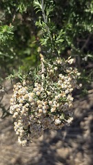 Ozothamnus secundiflorus, photograph (c) Petra Holland, some rights reserved (CC BY)