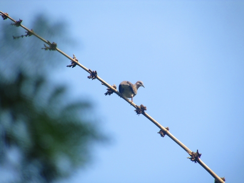 Spilopelia chinensis