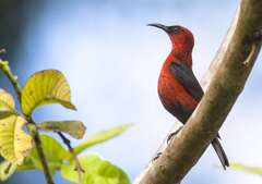 Cardinal Myzomela photo 3
