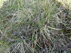 Carex aquatilis stans