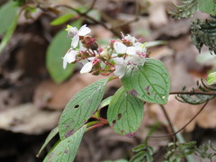 Heterocentron subtriplinervium