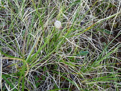 Silene uralensis uralensis