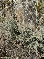 Pellaea mucronata mucronata