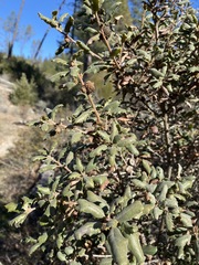 Quercus durata durata