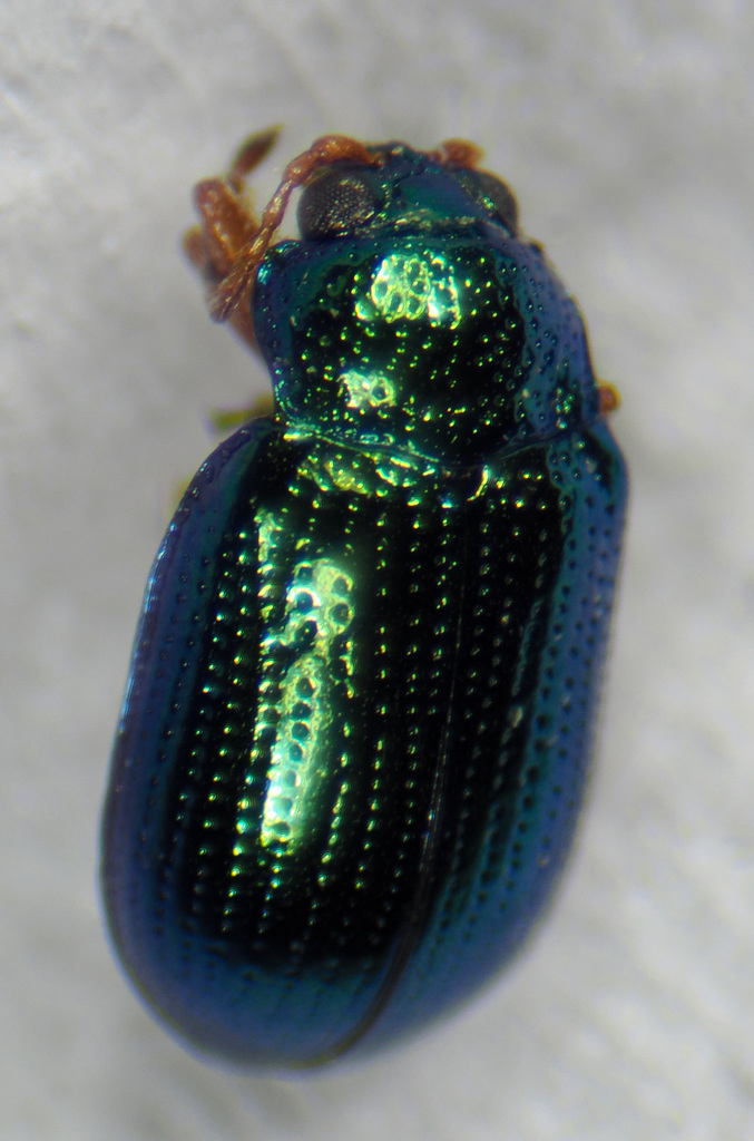 Crepidodera fulvicornis