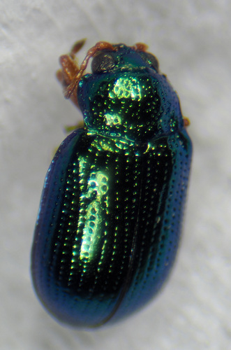 Crepidodera fulvicornis