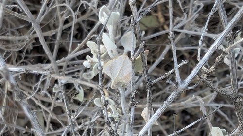 Cottony Saltbush