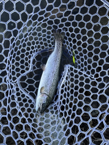 Oncorhynchus mykiss
