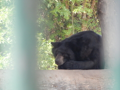 Ursus thibetanus