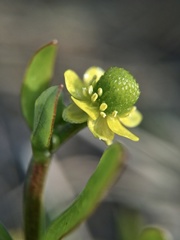 Ranunculus sceleratus