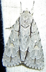 Acronicta laetifica