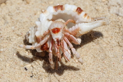 Coenobita perlatus