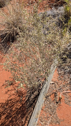 Isotropis atropurpurea, 2026-01-20