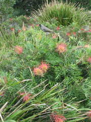 Manorina melanocephala