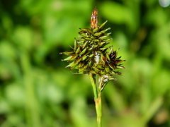 Carex luzulina