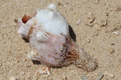 Pleuroploca trapezium