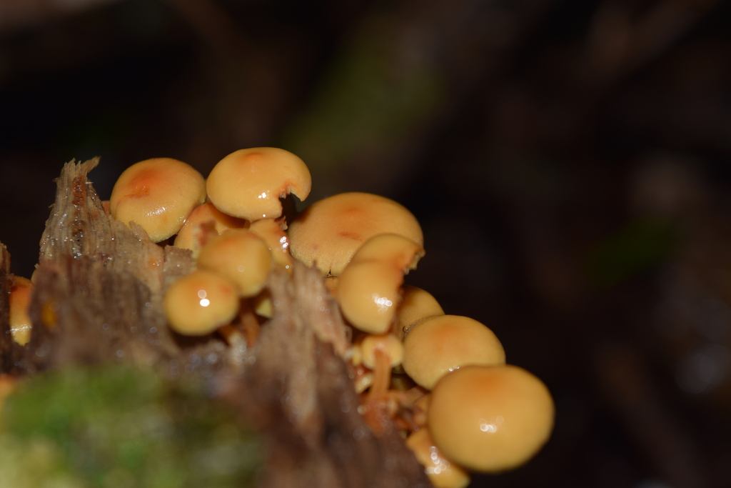 Hypholoma acutum · January 2026 · photo: © davidwhyte (iNaturalist, cc-by-sa)
