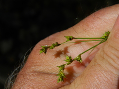 Carex laeviculmis