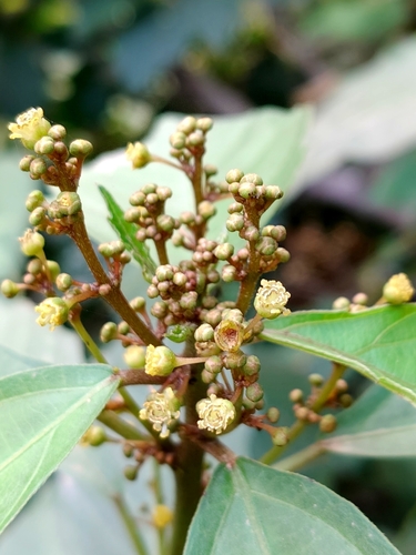 Baliospermum observed 2026-01-24