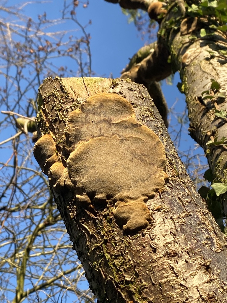 Phellinus pomaceus · January 2026 · photo: © vickykleanthous (iNaturalist, cc0)