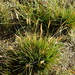 Danthonia intermedia - Photo (c) mhays, μερικά δικαιώματα διατηρούνται (CC BY-NC), uploaded by mhays