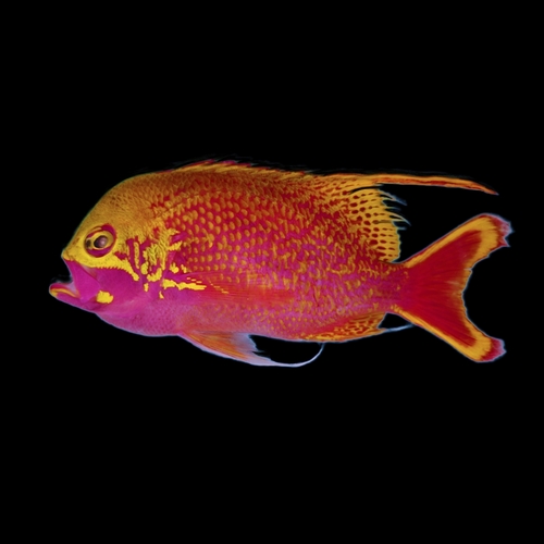 Katayama's anthias (Odontanthias katayamai) — Serranidae — 5