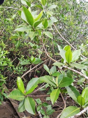 Rhizophora mangle
