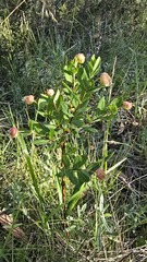 Pimelea ligustrina, photograph (c) Petra Holland, some rights reserved (CC BY)