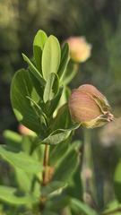 Pimelea ligustrina, photograph (c) Petra Holland, some rights reserved (CC BY)