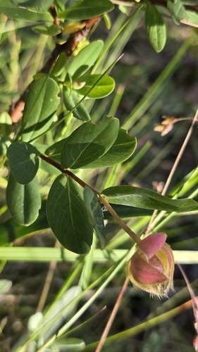 Pimelea ligustrina, photograph 4