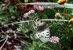 (c) Oleg Kosterin, some rights reserved (CC BY) Hylotelephium cyaneum, photograph (c) Oleg Kosterin, some rights reserved (CC BY)