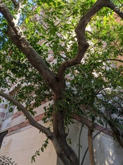 Cocculus laurifolius