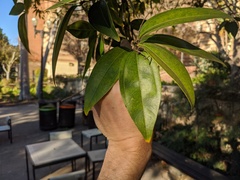 Cocculus laurifolius