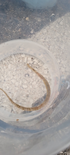 Broadnosed pipefish (Syngnathus typhle) — Syngnathidae