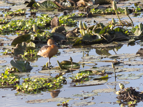 iNaturalist: (c) auk1967, some rights reserved (CC BY-NC) iNaturalist image