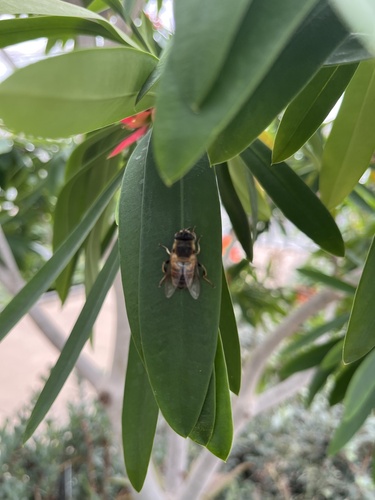 Unknown species found near Longwood Gardens, Kennett Square, PA, US