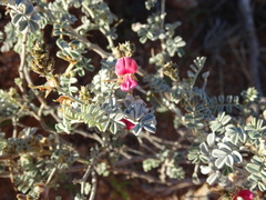 Indigofera leucotricha