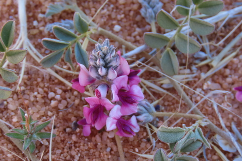 Goldcrown Indigo (Indigofera auricoma)