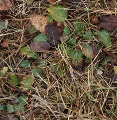 Prunella vulgaris vulgaris