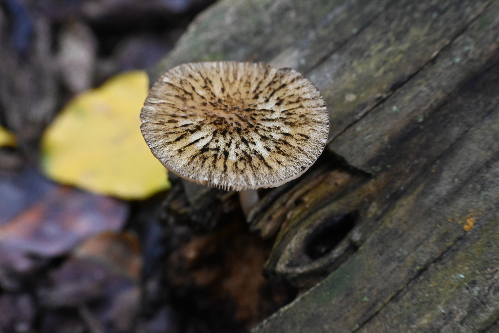 Pluteus readiarum · January 2026 · photo: © jon_sullivan (iNaturalist, cc-by)